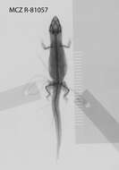 Image of Sphaerodactylus beattyi seamani Thomas & Schwartz 1966