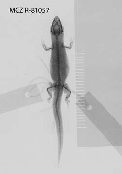 Sphaerodactylus beattyi seamani Thomas & Schwartz 1966 resmi