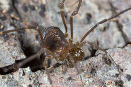 Image of Insidiatores