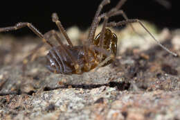 Image of Insidiatores
