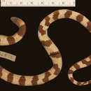 Image of Dunn's Earth Snake