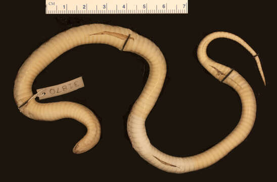 Image of Dunn's Earth Snake