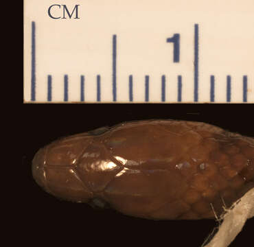 Image of Geophis tectus Savage & Watling 2008