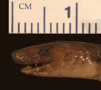 Image of Geophis tectus Savage & Watling 2008