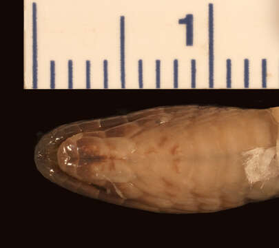 Image of Geophis tectus Savage & Watling 2008