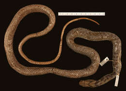 Image of Brown Fanged Snake