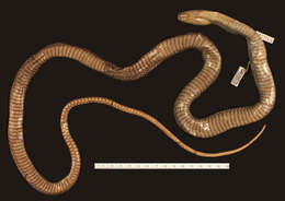 Image of Brown Fanged Snake