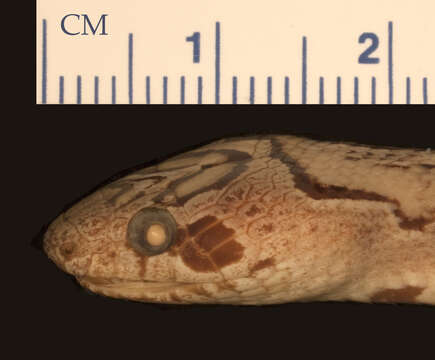 Lampropeltis mexicana mexicana (Garman 1884)的圖片