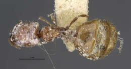 Image of <i>Carebara cornigera</i>