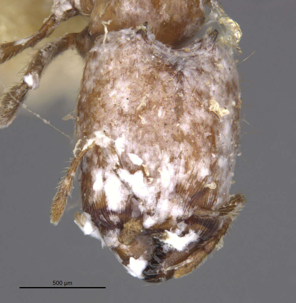 Image of <i>Carebara cornigera</i>