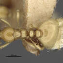 Image of <i>Carebara polyphemus</i>