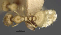 Image of <i>Carebara polyphemus</i>