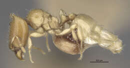 Image of <i>Carebara polyphemus</i>