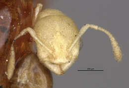 Image of Ant