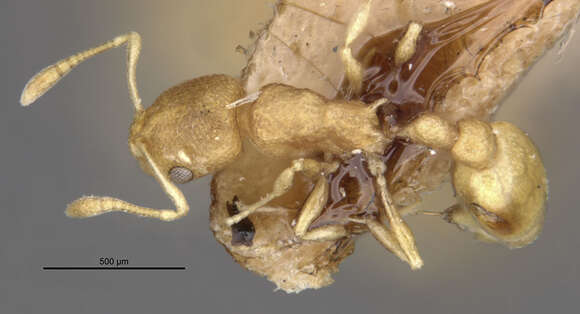 Image of Ant