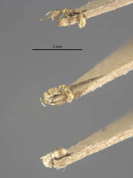 Image of Ant