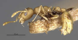 Image of Ant