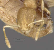 Image of Ant