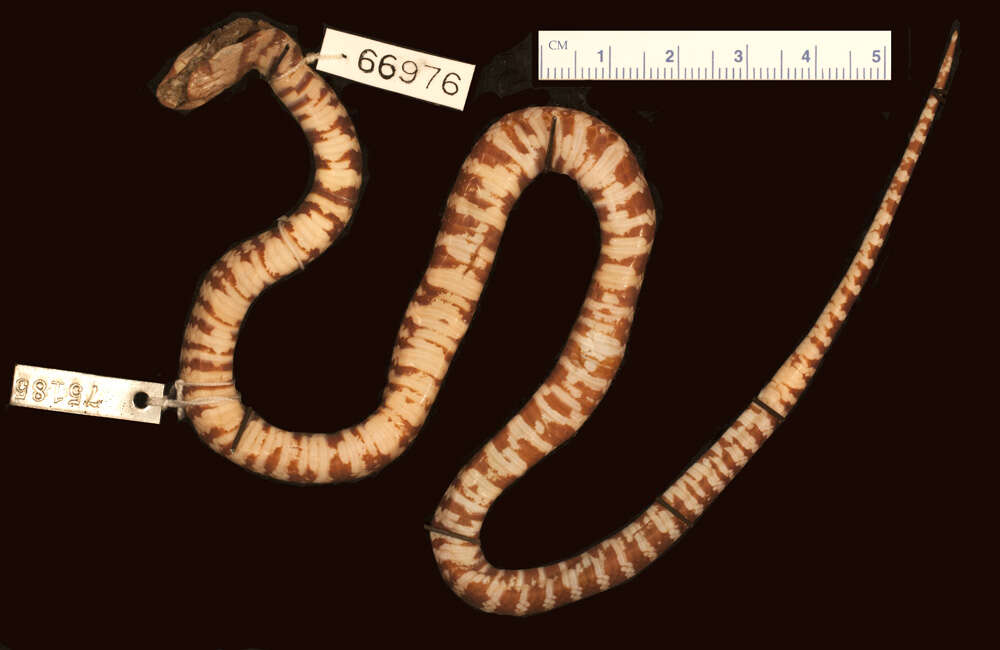 Image of California Mountain Kingsnake