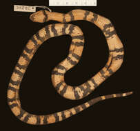 Image of <i>Lampropeltis triangulum gaigae</i>