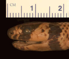 Image of <i>Lampropeltis triangulum gaigae</i>