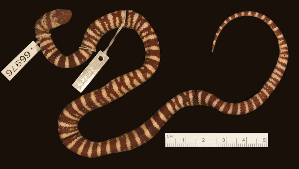 Image of California Mountain Kingsnake