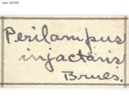 Image of Perilampus injactans Brues 1915