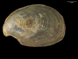 Image of Dwarf sea hare