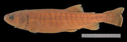 Image of Aplochiton