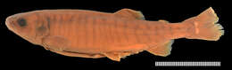 Image of Aplochiton