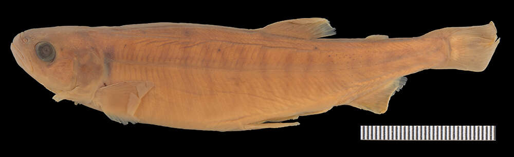 Image of Aplochiton