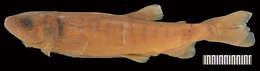 Image of Aplochiton