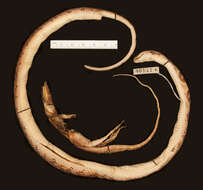 Image of Baker's Cat-eyed Snake