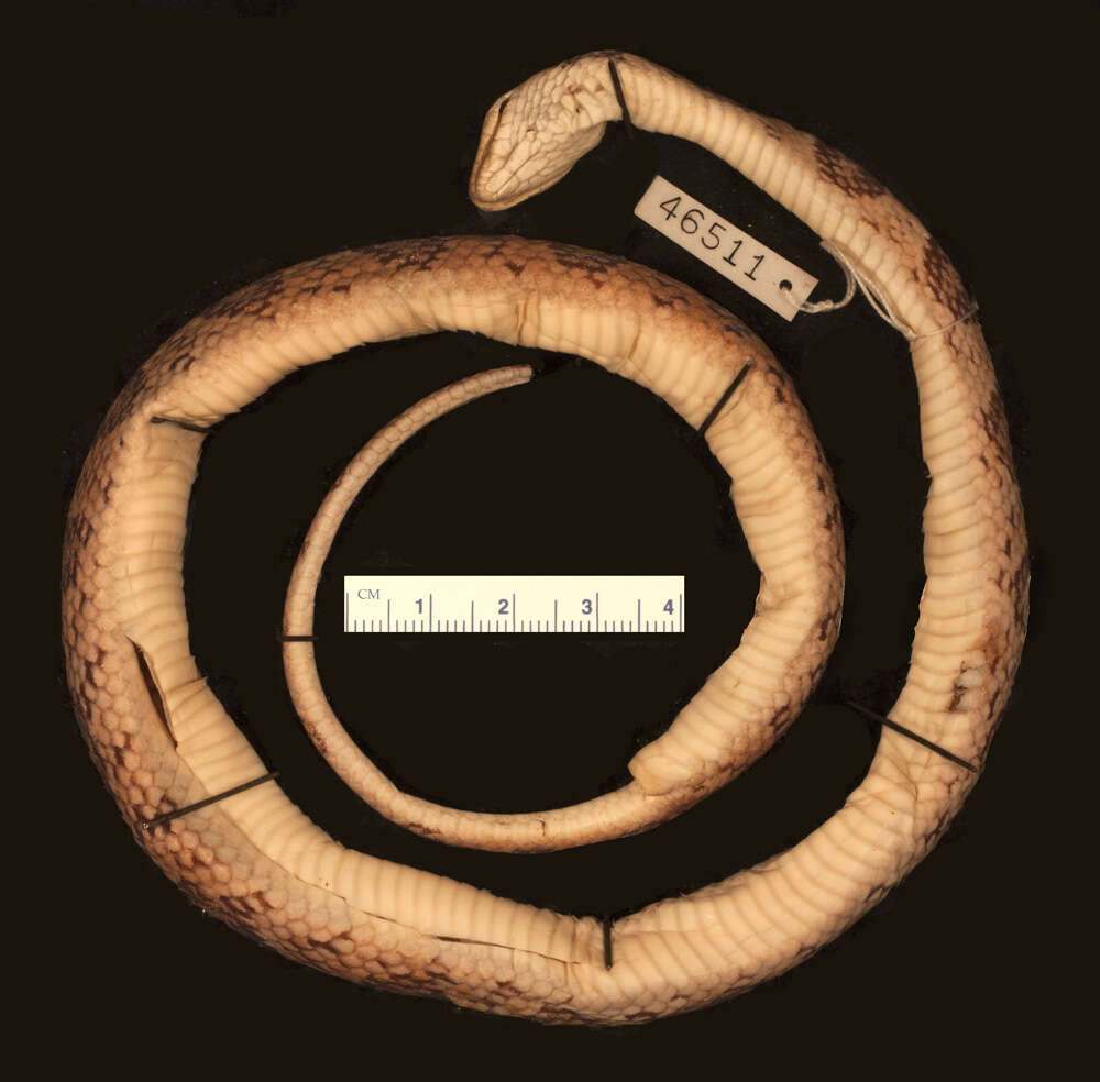 Image of Baker's Cat-eyed Snake