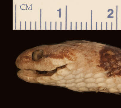 Image of Baker's Cat-eyed Snake