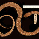 صورة Leptodeira annulata ashmeadii (Hallowell 1845)