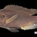 Image of Haplochromis mbipi (Lippitsch & Bouton 1998)
