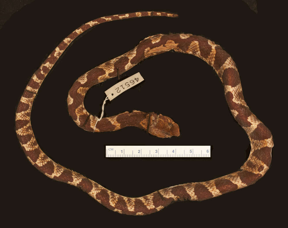 Image of Leptodeira frenata (Cope 1886)