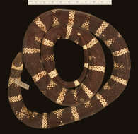 Image of Lampropeltis abnorma (Bocourt 1886)