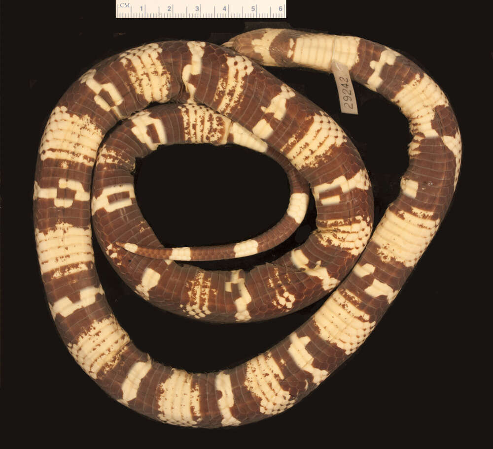 Image of Lampropeltis abnorma (Bocourt 1886)