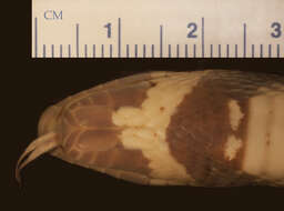 Image of Lampropeltis abnorma (Bocourt 1886)