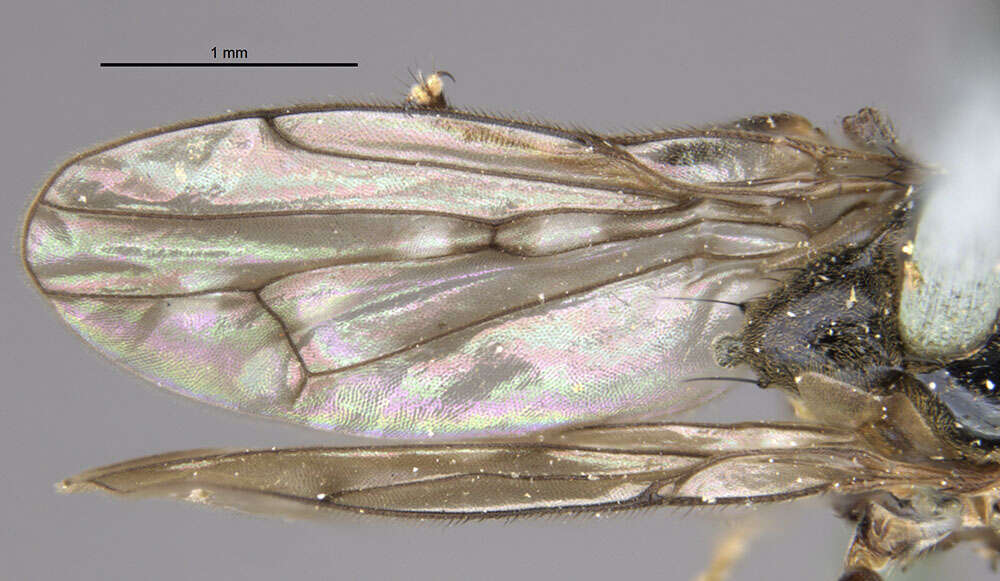 Image of Parydra unituberculata Loew 1878