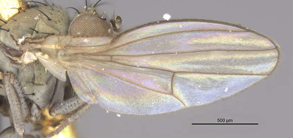 Plancia ëd Scatella obsoleta Loew 1861