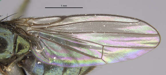 Image of Setacera atrovirens (Loew 1862)