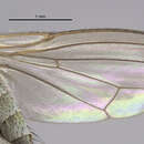 Image of Ephydra obscuripes Loew 1866
