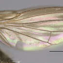 Image of Ephydra macellaria Egger 1862