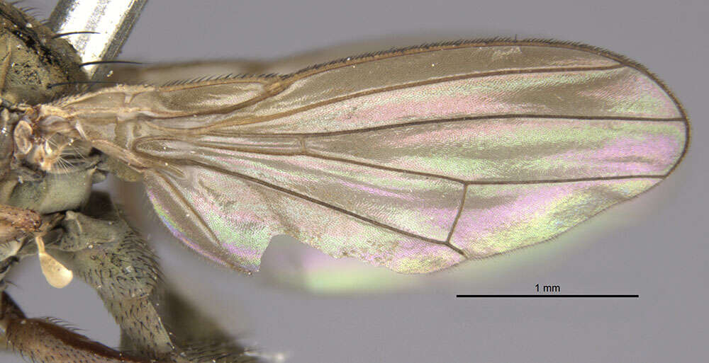 Image of Ephydra macellaria Egger 1862