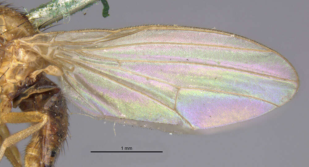 Image of Sapromyza rotundicornis Loew 1863