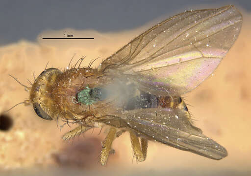 Слика од Sapromyza rotundicornis Loew 1863