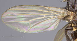 Image of Xenochaetina flavipennis (Fabricius 1805)